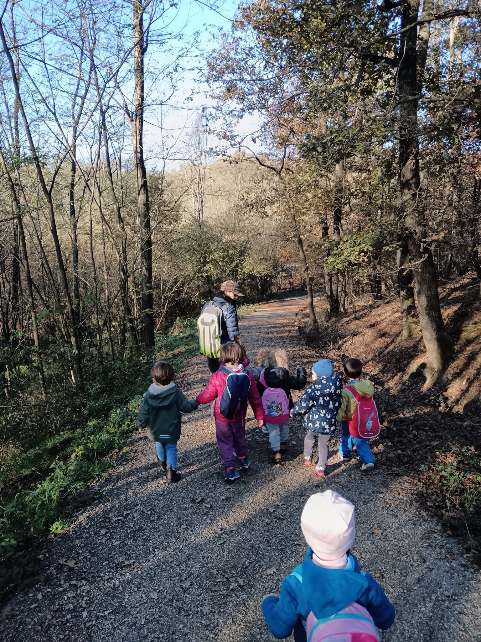 Forest Walk
